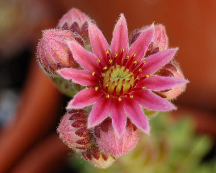 Sempervivum Dachwurz Hauswurz